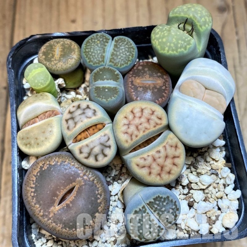 SH30756 Lithops mix