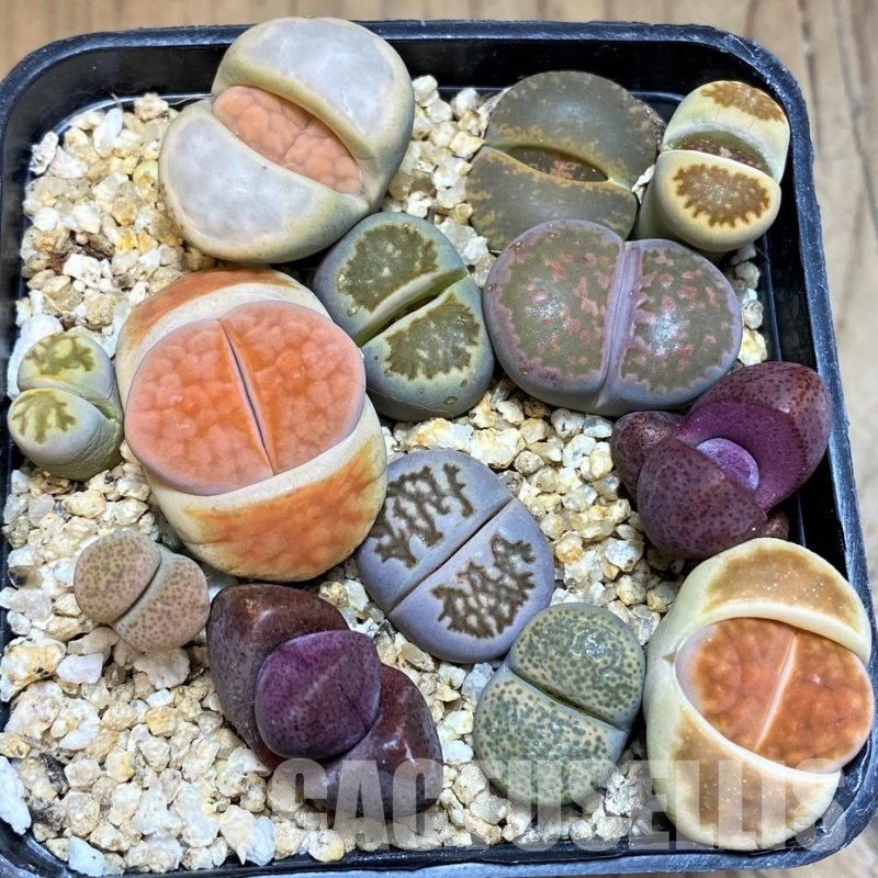 SH30757 Lithops mix, Pleiospilos nelii rubra