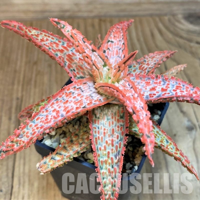SH30729 Aloe TCT hybrid