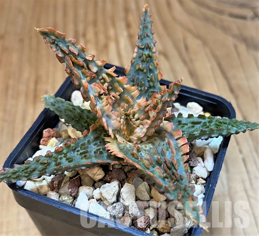 SH30730 Aloe TCT hybrid - Image 2