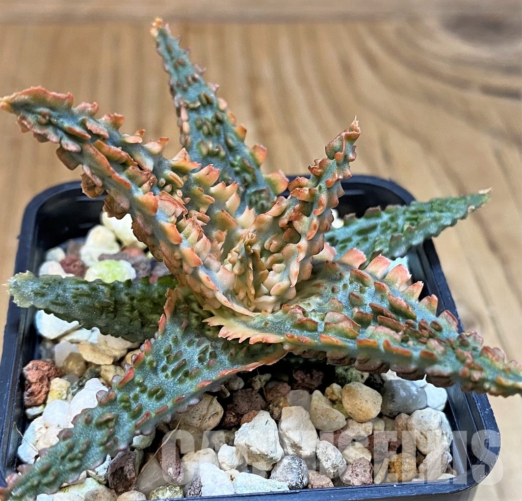 SH30730 Aloe TCT hybrid