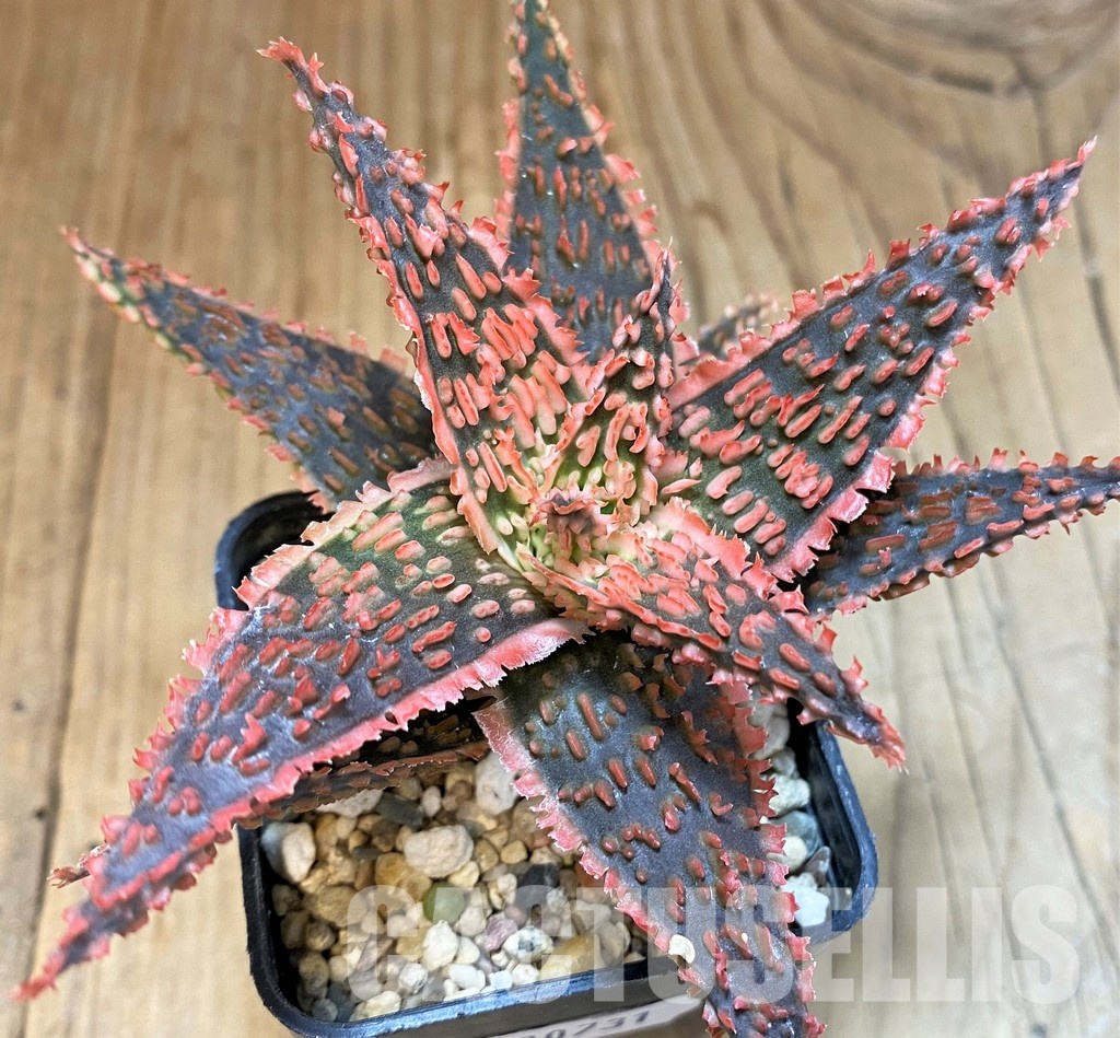 SH30731 Aloe TCT hybrid - Image 2