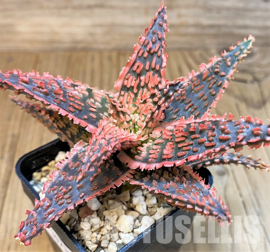 SH30731 Aloe TCT hybrid