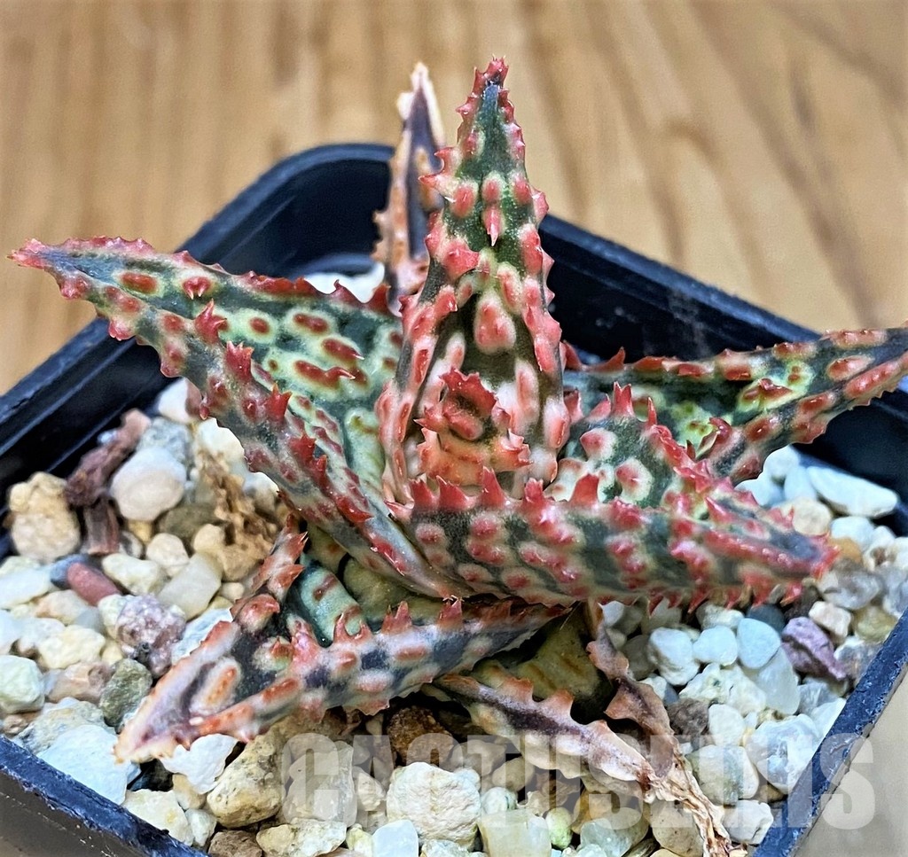 SH30732 Aloe TCT hybrid - Image 2