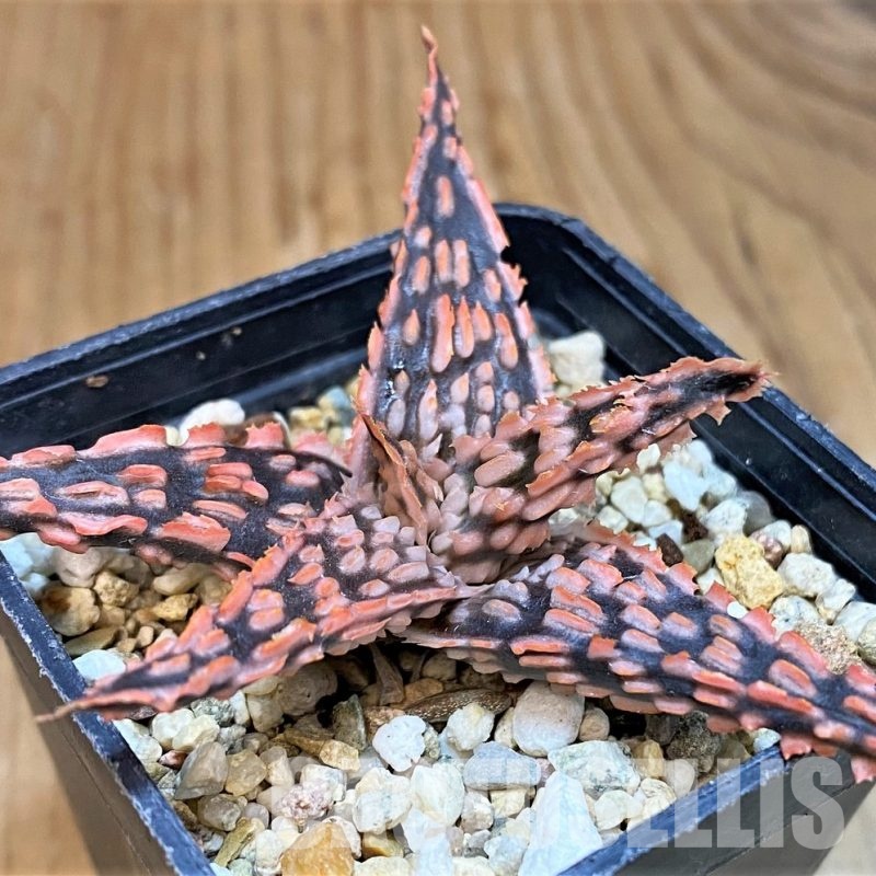 SH30723 Aloe TCT hybrid