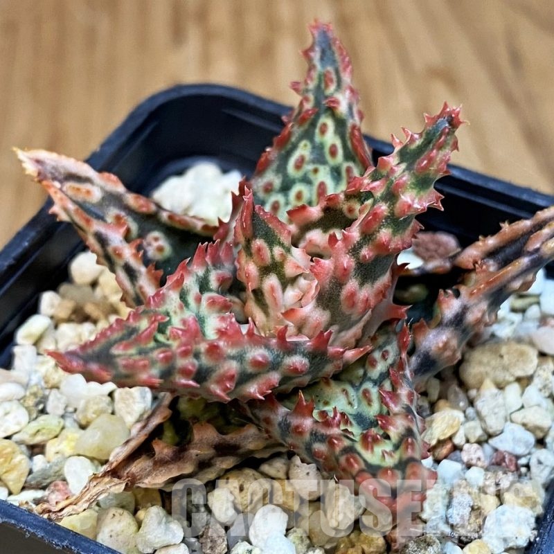 SH30732 Aloe TCT hybrid