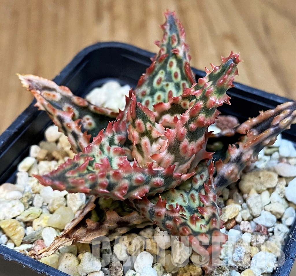SH30732 Aloe TCT hybrid