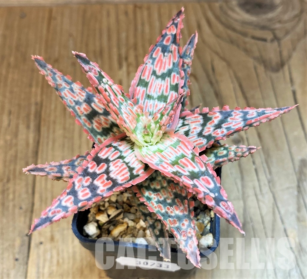 SH30733 Aloe TCT hybrid - Image 2