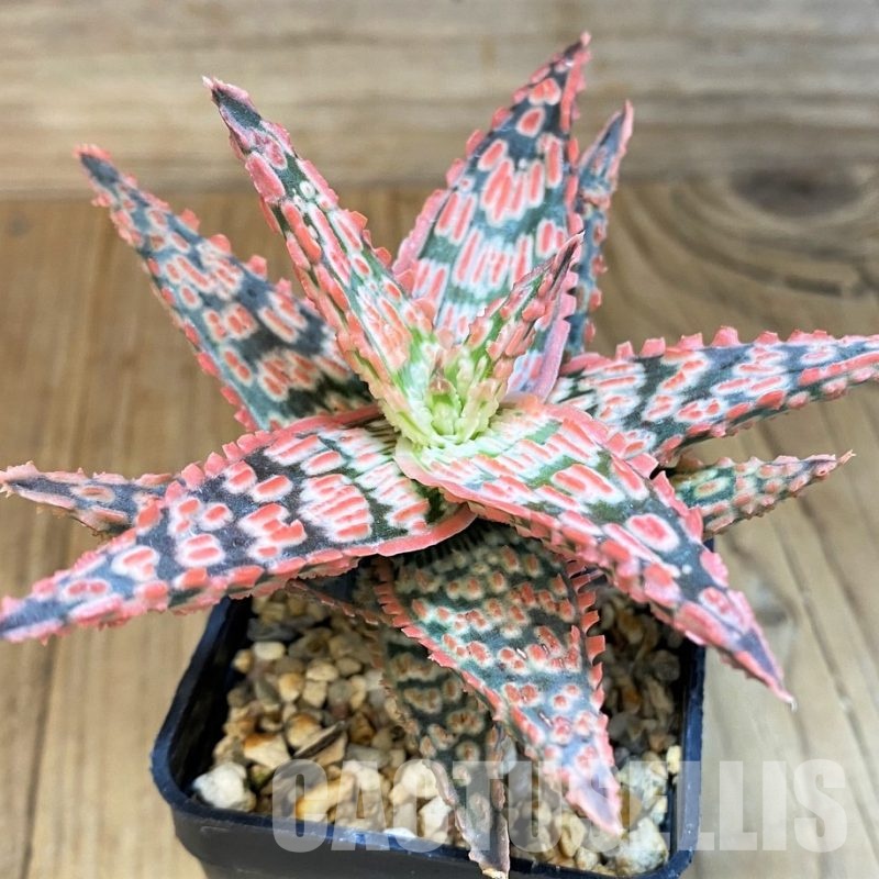 SH30733 Aloe TCT hybrid