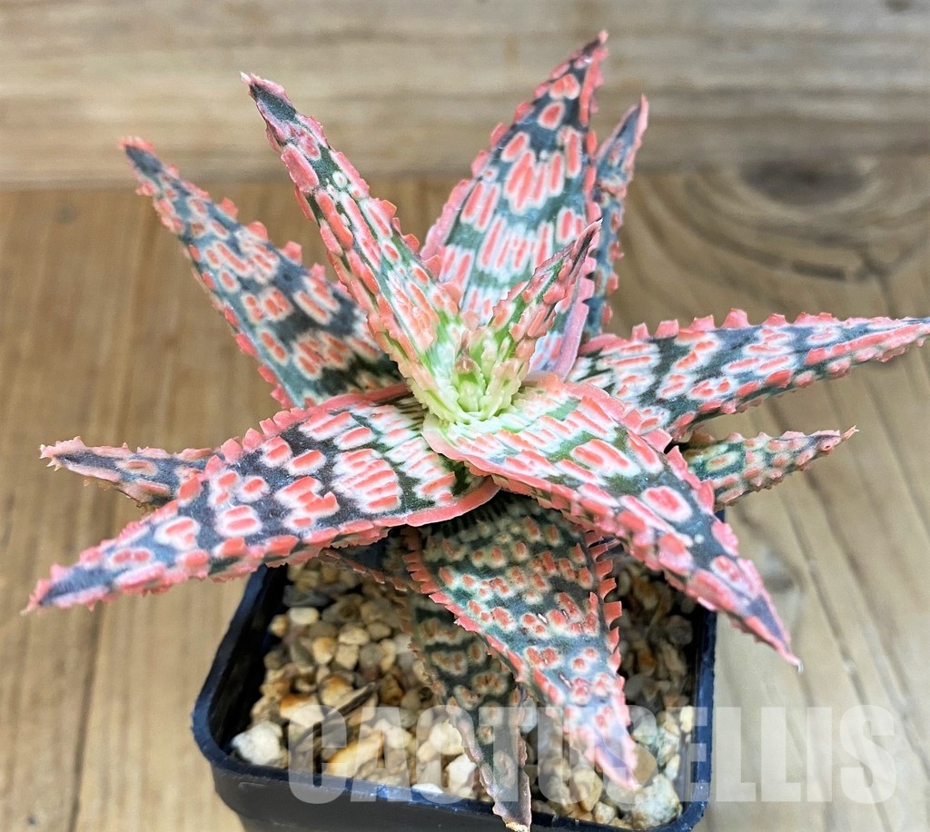 SH30733 Aloe TCT hybrid