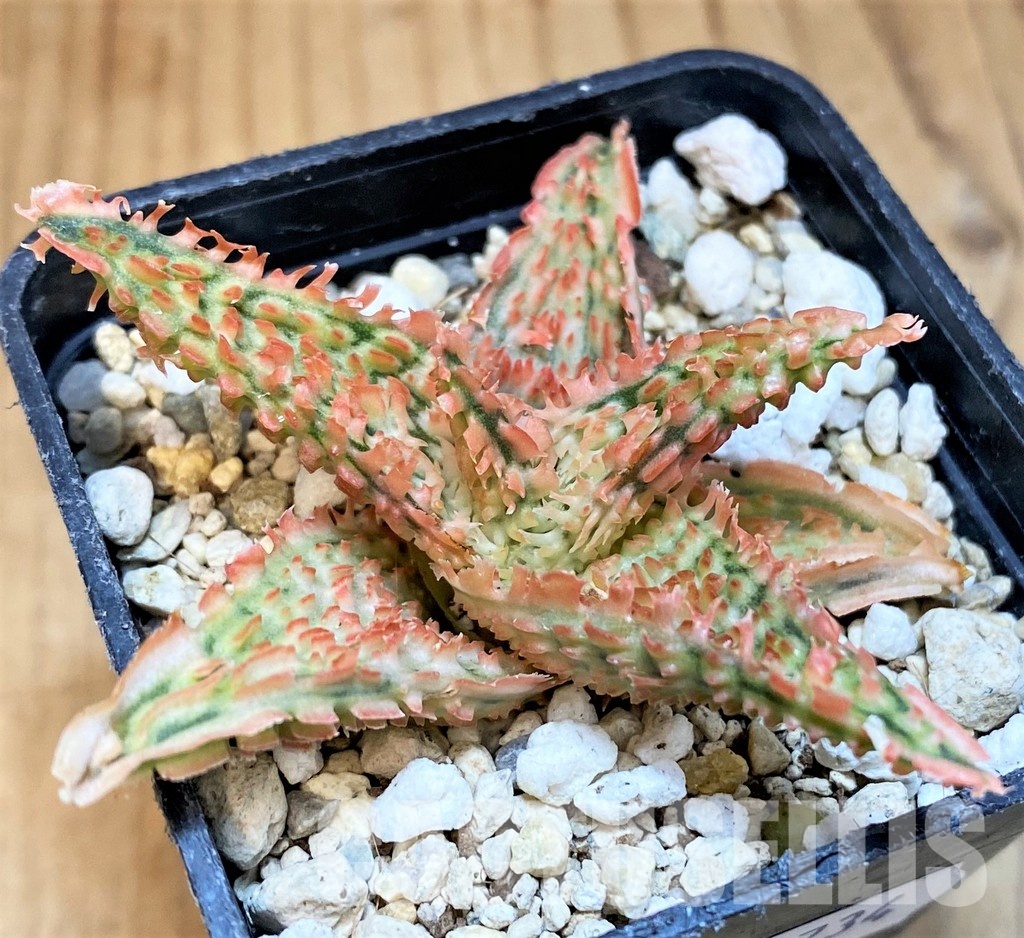 SH30734 Aloe TCT hybrid - Image 2