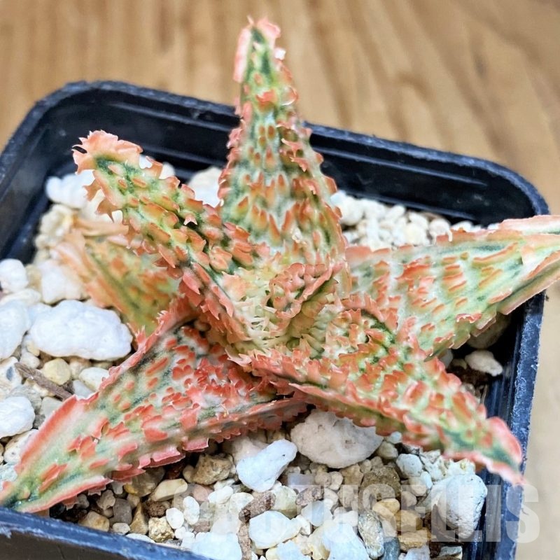 SH30734 Aloe TCT hybrid