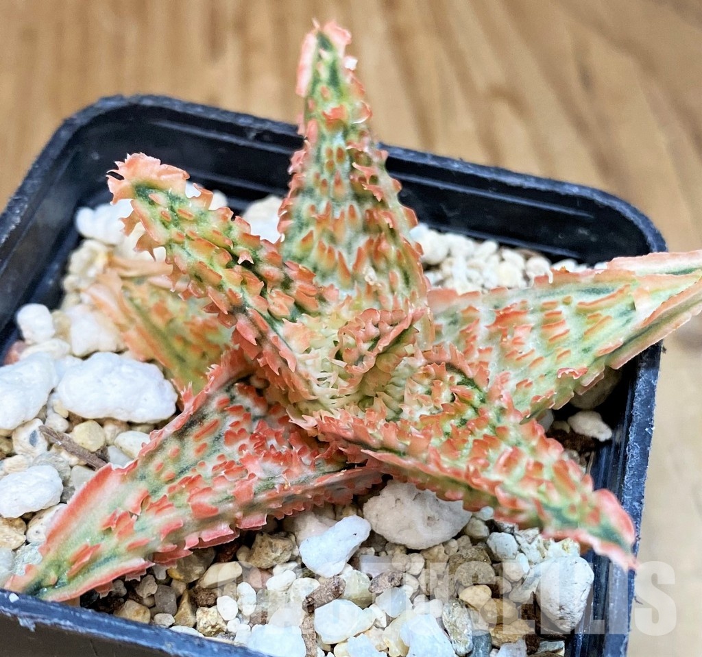 SH30734 Aloe TCT hybrid