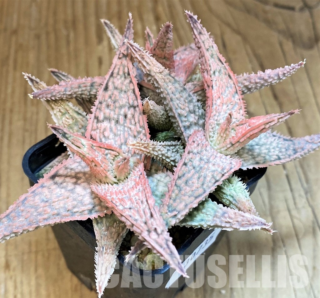 SH30735 Aloe TCT hybrid - Image 3