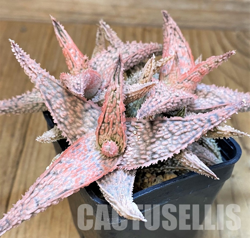 SH30735 Aloe TCT hybrid - Image 2