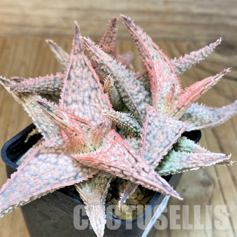 SH30735 Aloe TCT hybrid