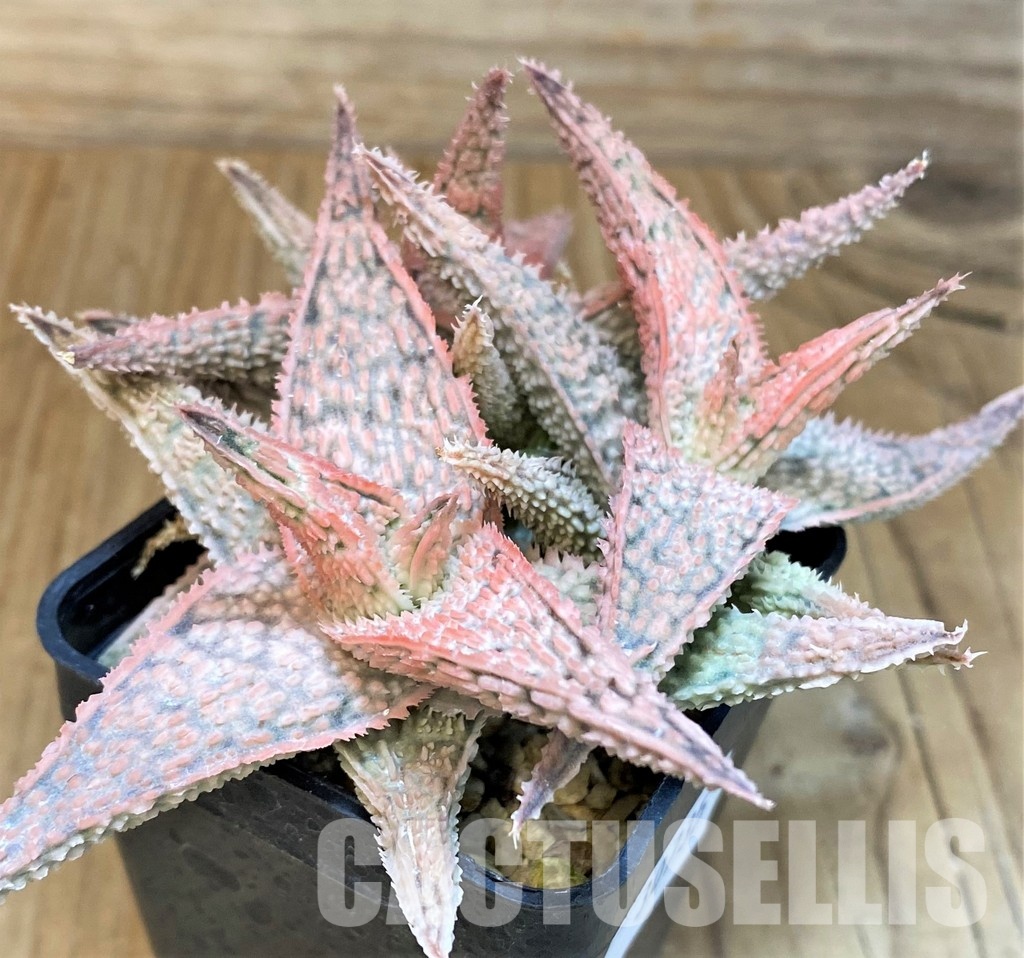 SH30735 Aloe TCT hybrid