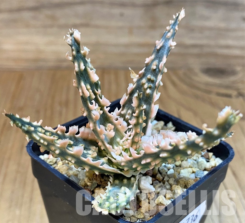 SH30736 Aloe TCT hybrid - Image 2