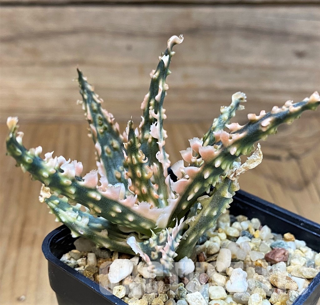 SH30736 Aloe TCT hybrid