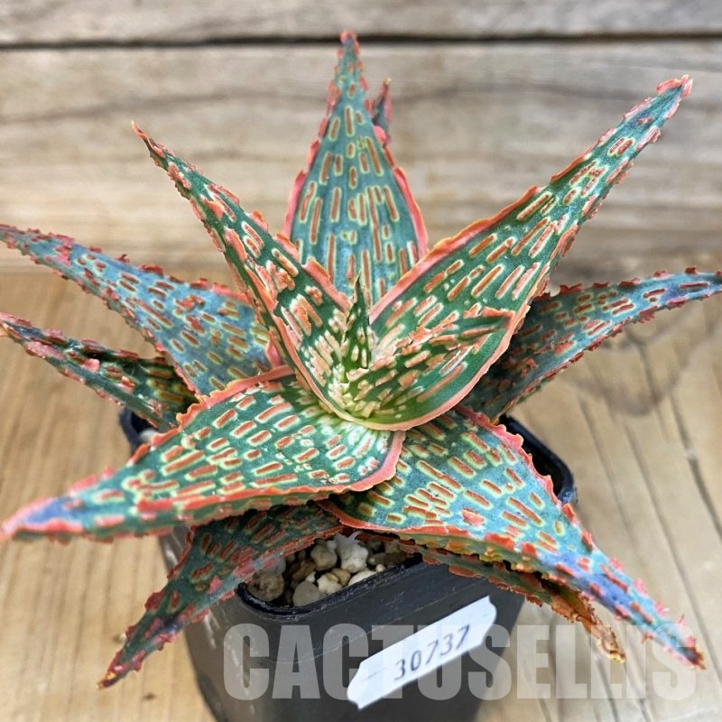 SH30737 Aloe TCT hybrid