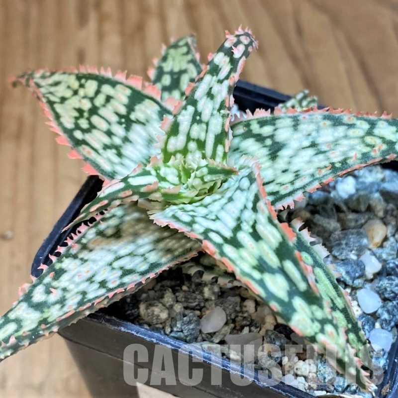 SH30738 Aloe TCT hybrid