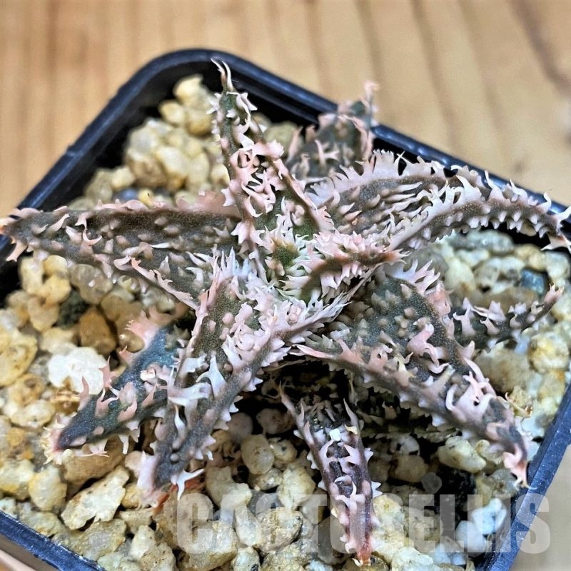 SH30739 Aloe TCT hybrid