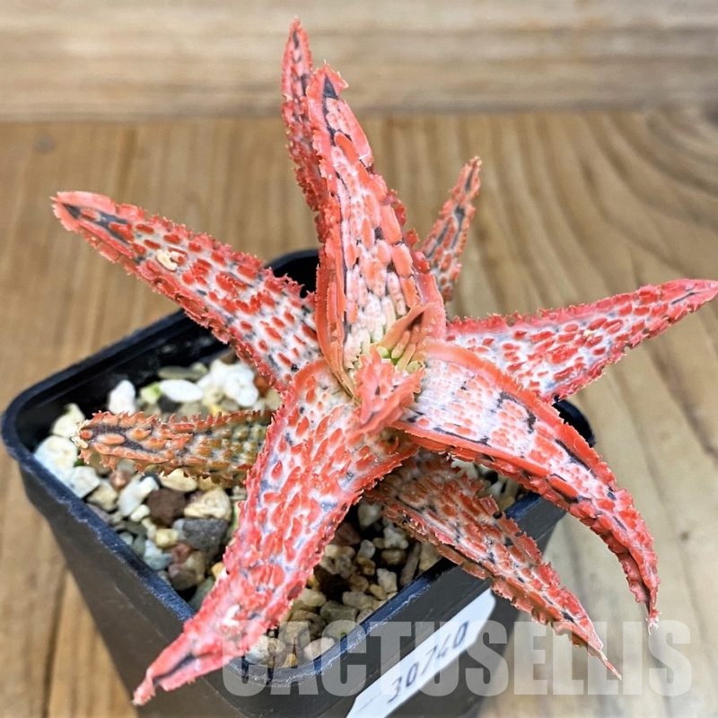 SH30740 Aloe TCT hybrid