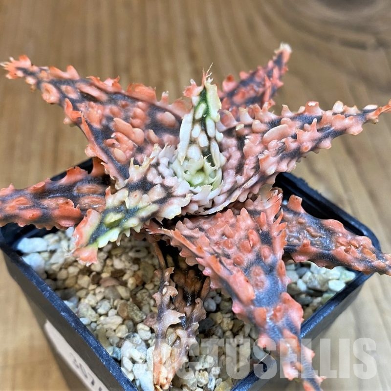 SH30741 Aloe TCT hybrid