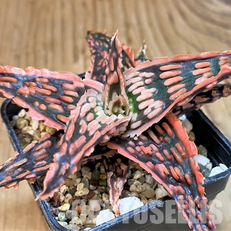 SH30724 Aloe TCT hybrid
