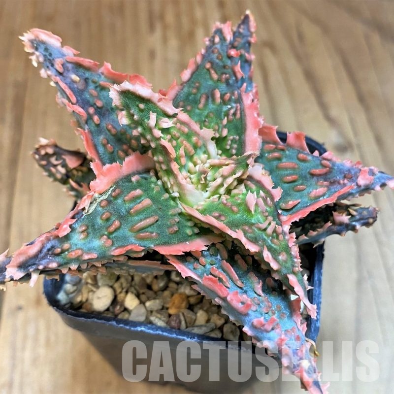SH30742 Aloe TCT hybrid