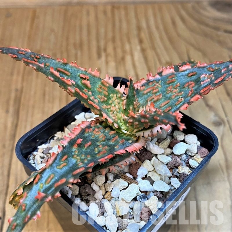 SH30743 Aloe TCT hybrid