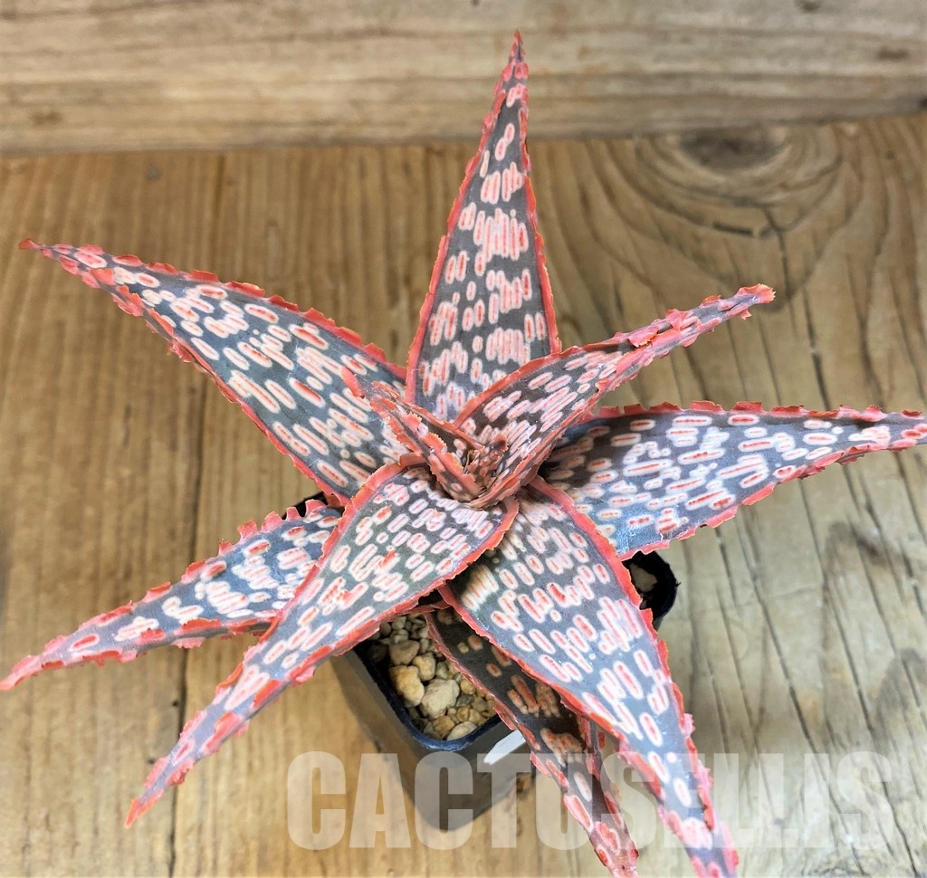 SH30744 Aloe TCT hybrid - Image 2