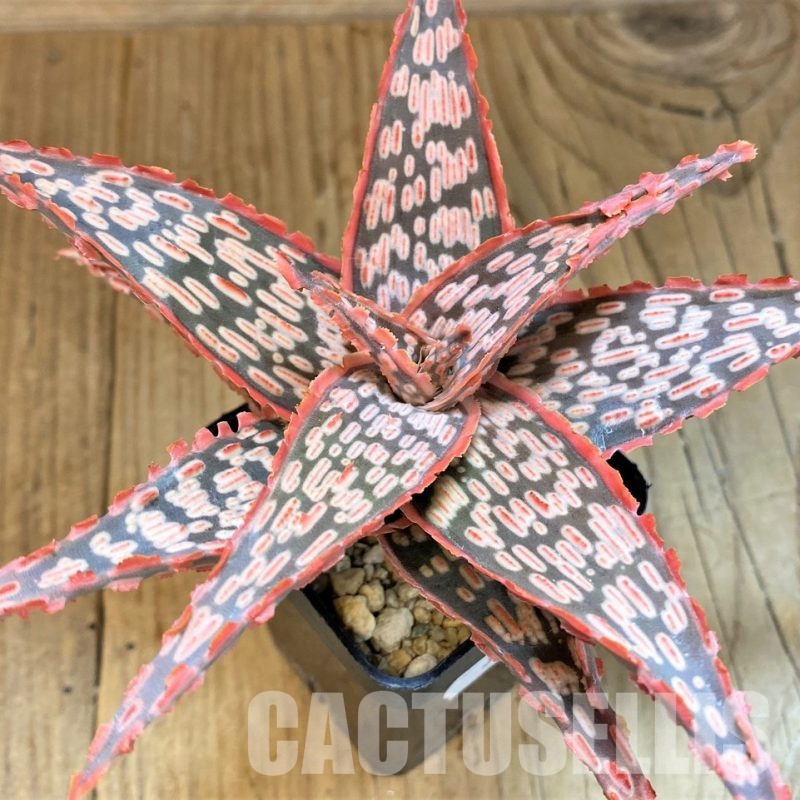 SH30744 Aloe TCT hybrid