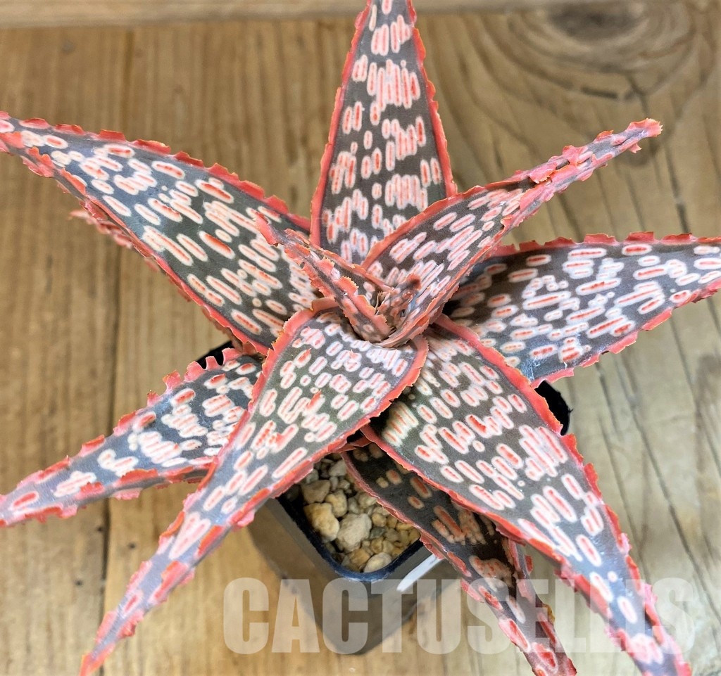 SH30744 Aloe TCT hybrid