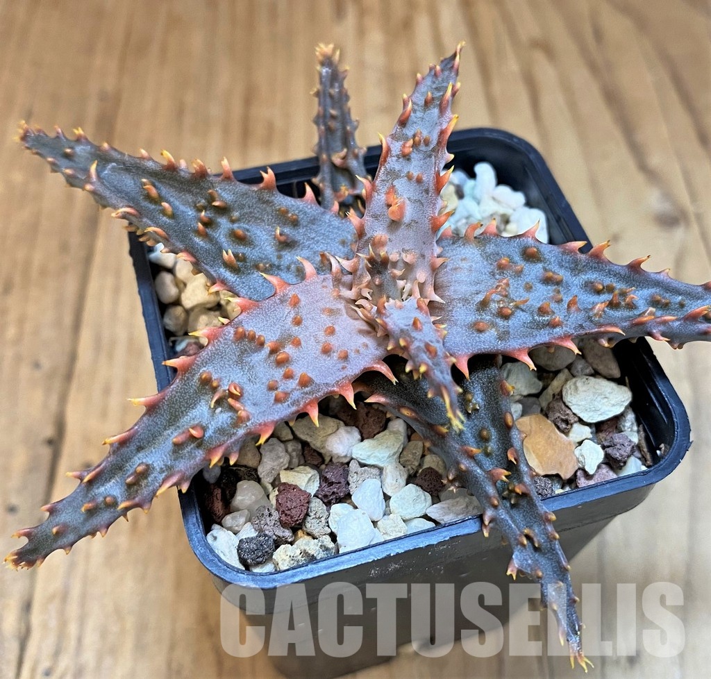 SH30745 Aloe TCT hybrid - Image 2
