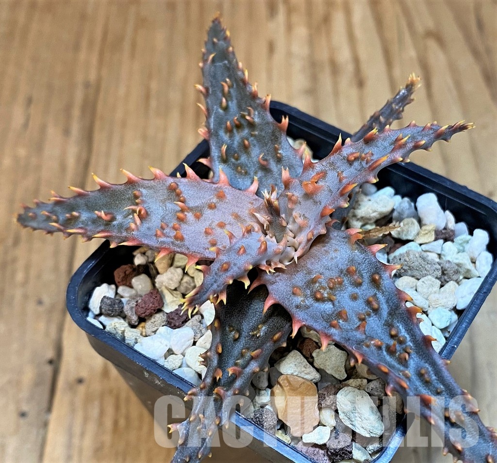 SH30745 Aloe TCT hybrid