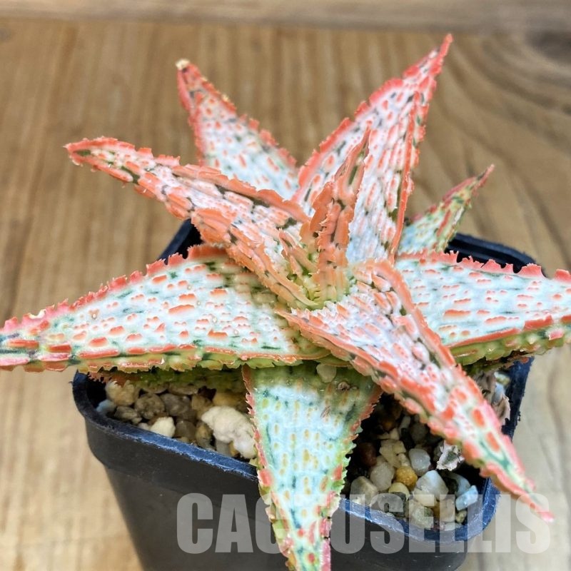 SH30746 Aloe TCT hybrid