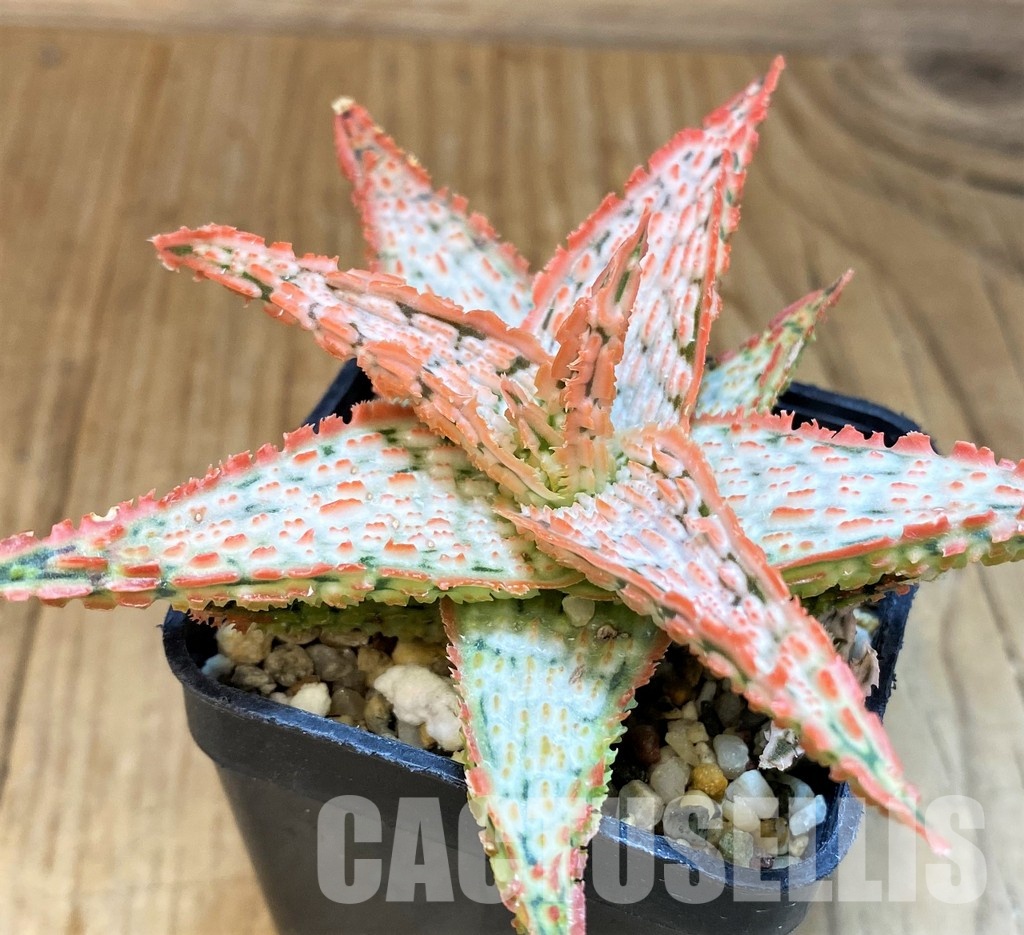 SH30746 Aloe TCT hybrid