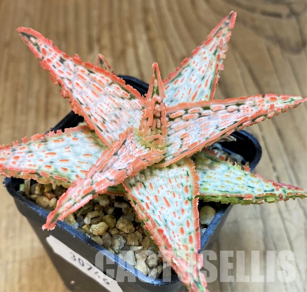 SH30746 Aloe TCT hybrid - Image 2