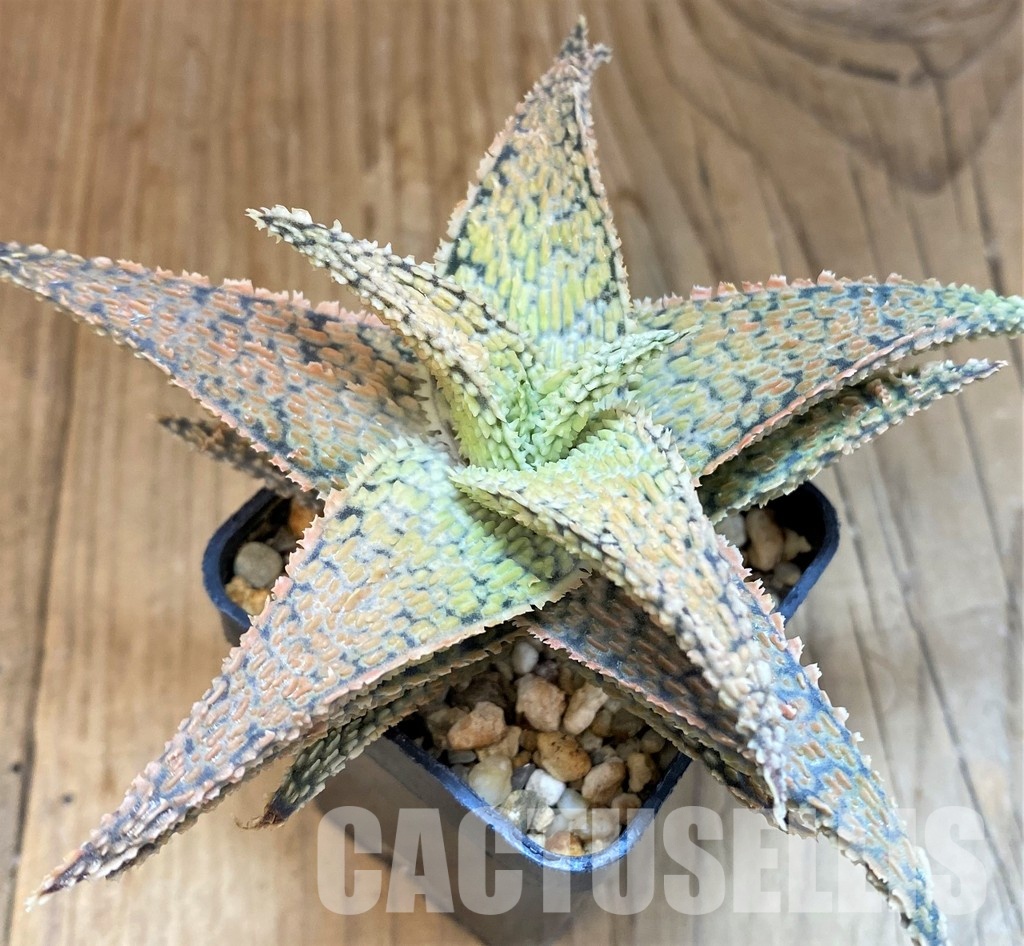 SH30747 Aloe TCT hybrid - Image 3
