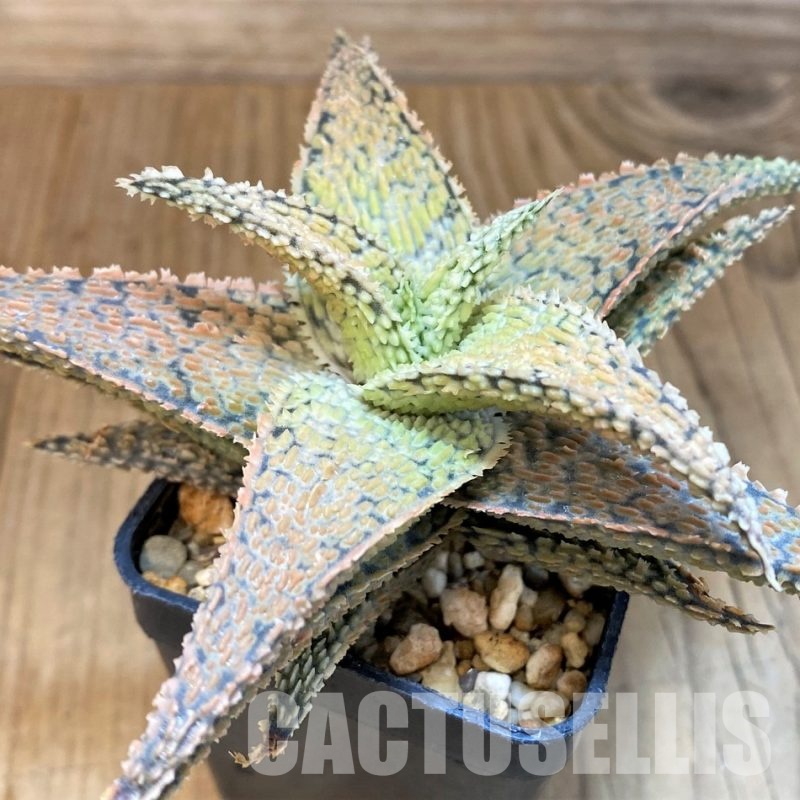 SH30747 Aloe TCT hybrid