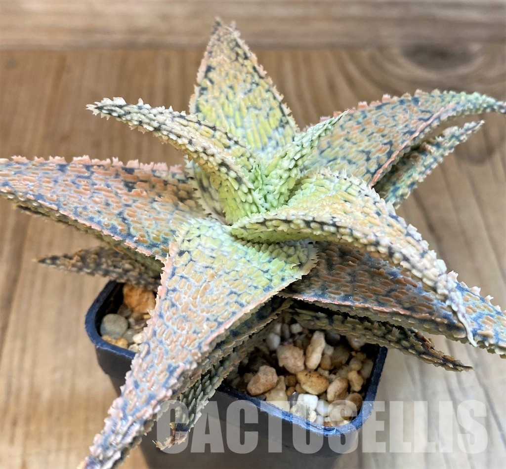 SH30747 Aloe TCT hybrid