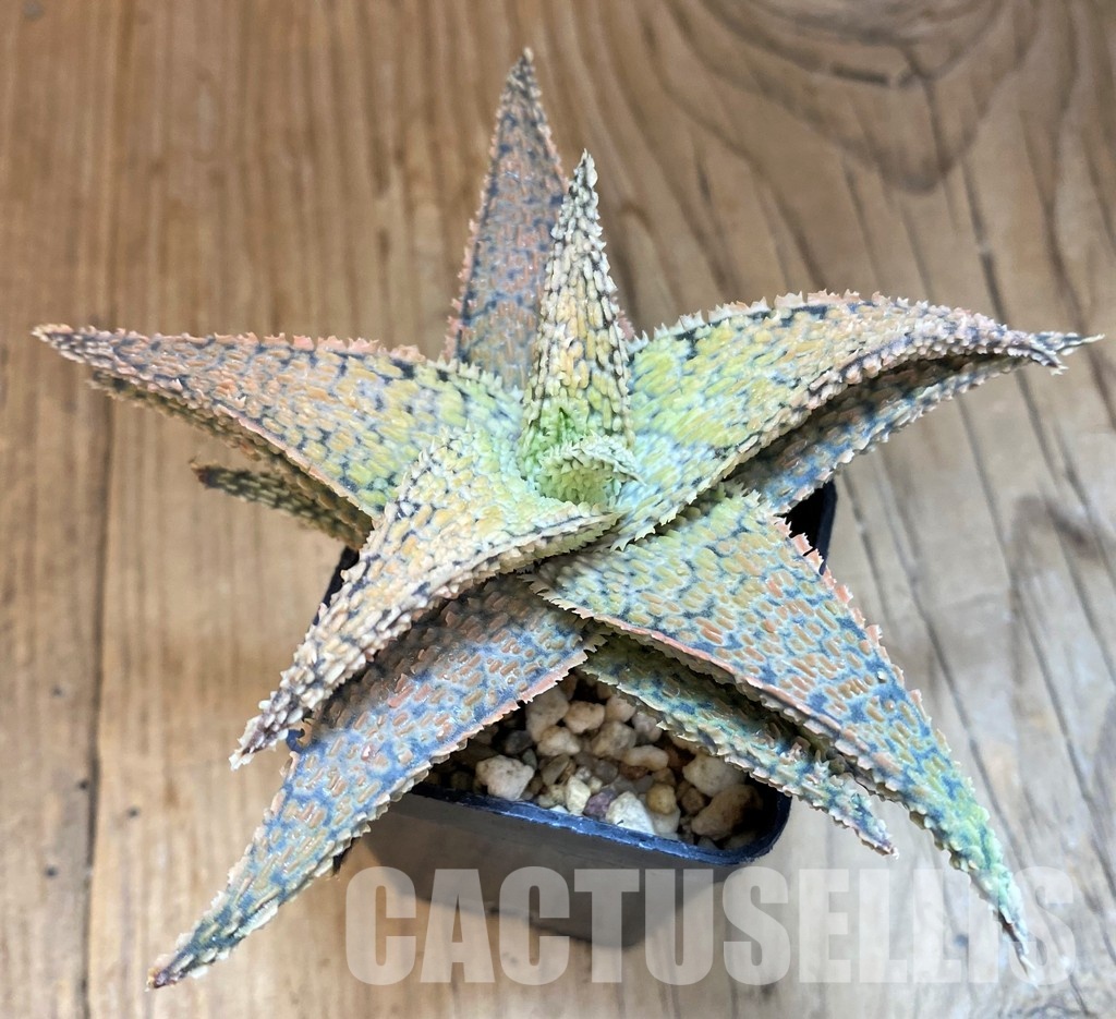 SH30747 Aloe TCT hybrid - Image 2