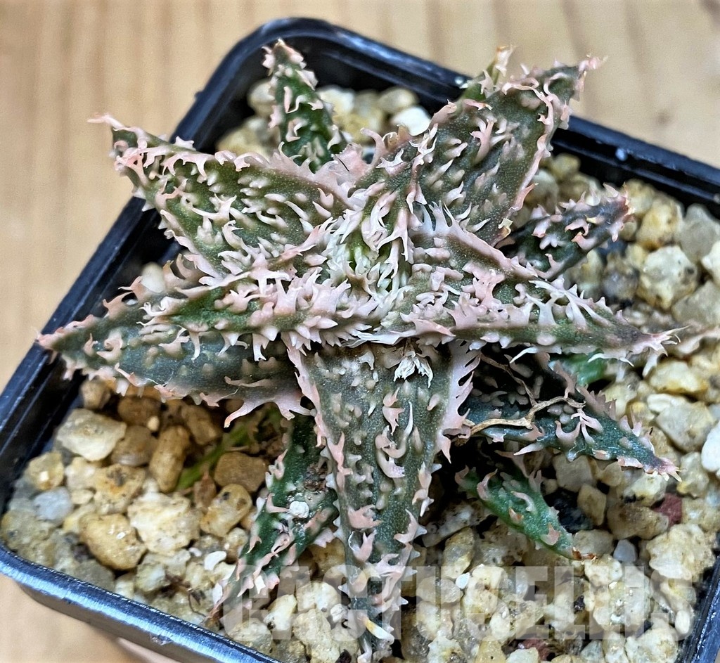 SH30725 Aloe TCT hybrid - Image 2