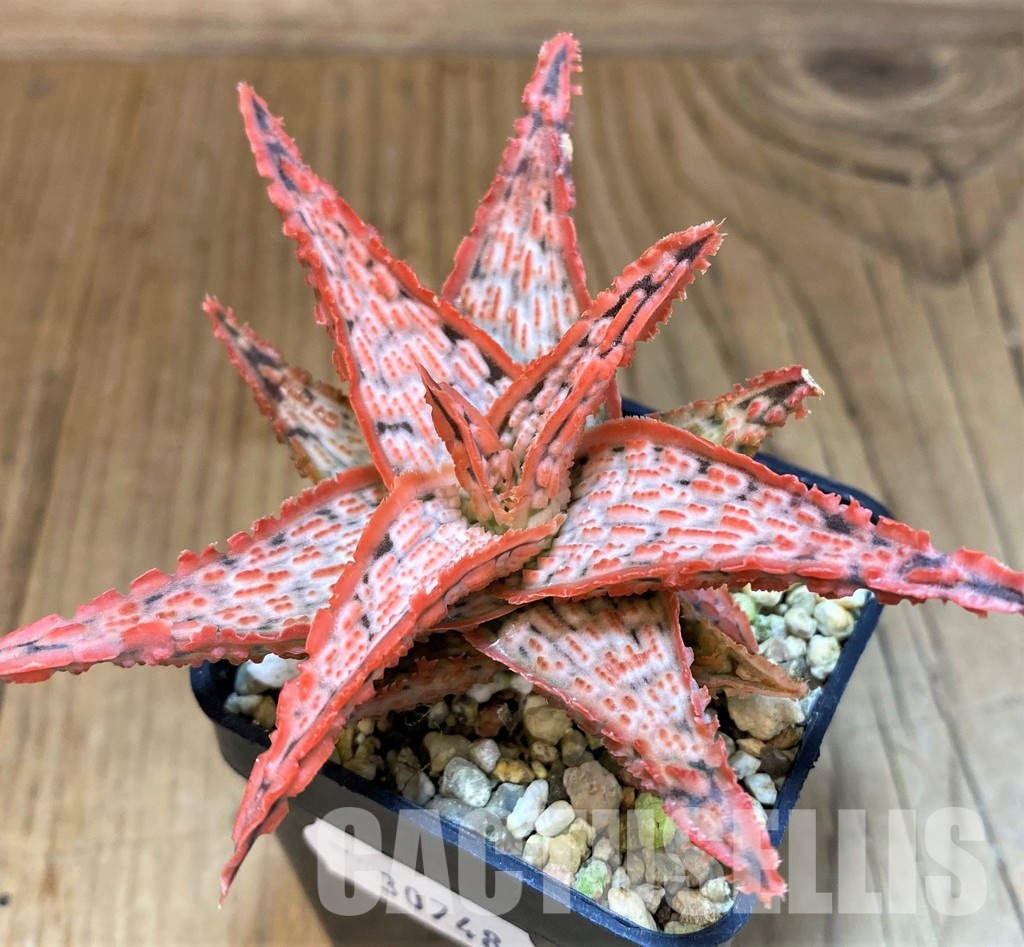 SH30748 Aloe TCT hybrid - Image 2