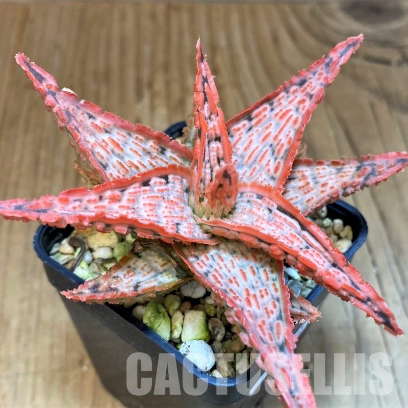 SH30748 Aloe TCT hybrid