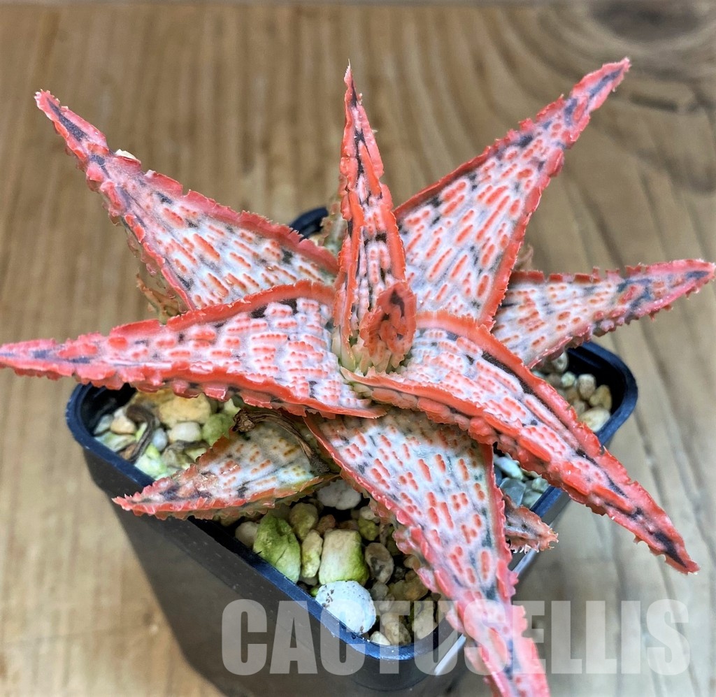 SH30748 Aloe TCT hybrid
