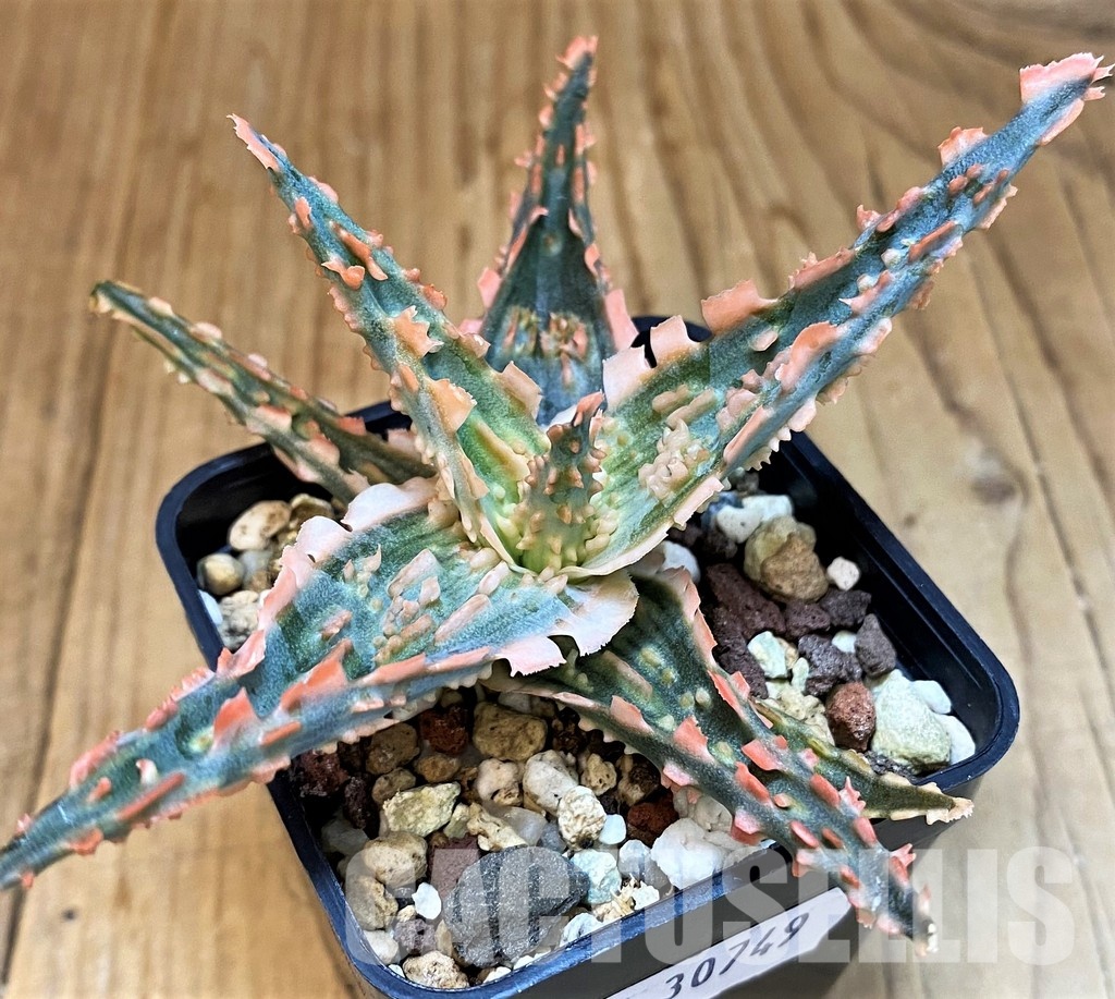 SH30749 Aloe TCT hybrid - Image 3