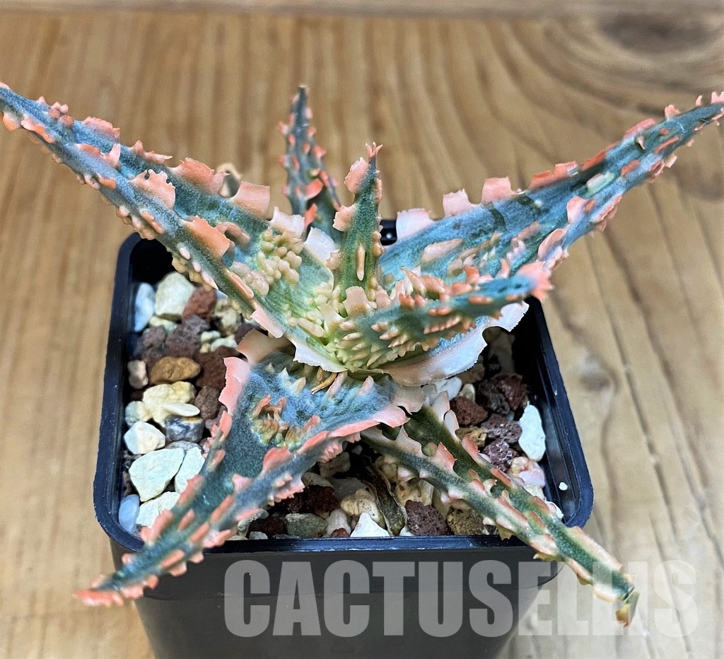 SH30749 Aloe TCT hybrid