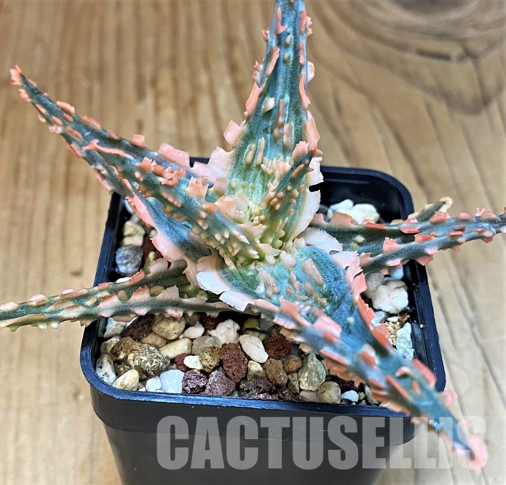 SH30749 Aloe TCT hybrid - Image 2